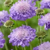 Scabiosa 'Mariposa Blue' 17 cm