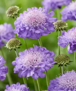 Scabiosa 'Mariposa Blue' 17 cm