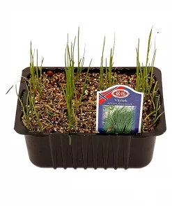 Kurv Vårløk - Allium fistulosum