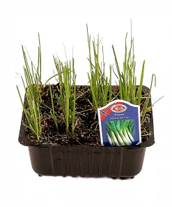 Kurv Purre - Allium porrum
