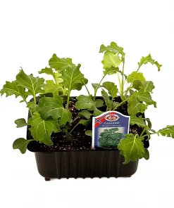 Kurv Grønnkål - Brassica oleracea
