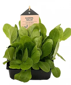 Kurv Hjertesalat