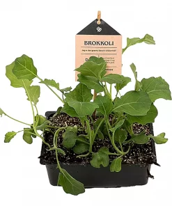 Kurv Brokkoli - Brassica oleracea
