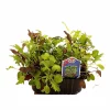 Kurv Salatmix - Lactuca sativa