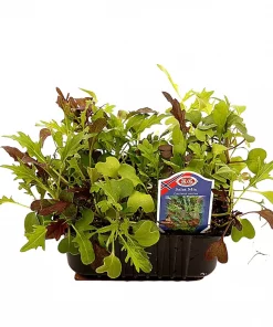 Kurv Salatmix - Lactuca sativa