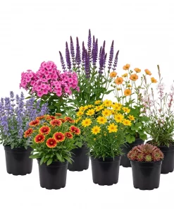 Stauder mix 13 cm