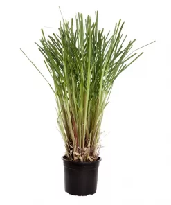 Cortaderia selloana 'Evita' - Pampasgress 19 cm
