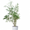 Fargesia - Bambus 45 cm