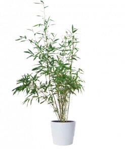 Fargesia - Bambus 45 cm