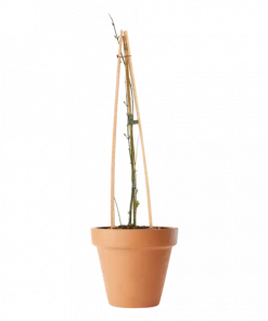 Jasminum nudiflorum - Vinterjasmin 17 cm