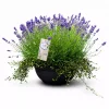 Samplantet Lavendel og Pletter i luften 45 cm