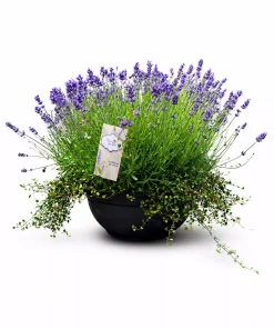 Samplantet Lavendel og Pletter i luften 45 cm