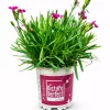 Dianthus 'Picture Perfect' - Pottenellik 11 cm