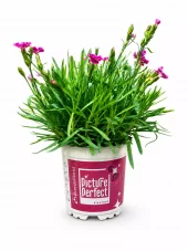 Dianthus 'Picture Perfect' - Pottenellik 11 cm