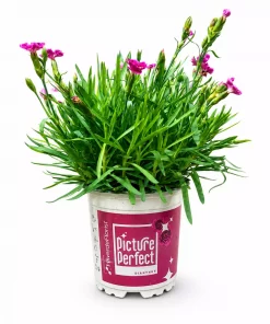 Dianthus 'Picture Perfect' - Pottenellik 11 cm