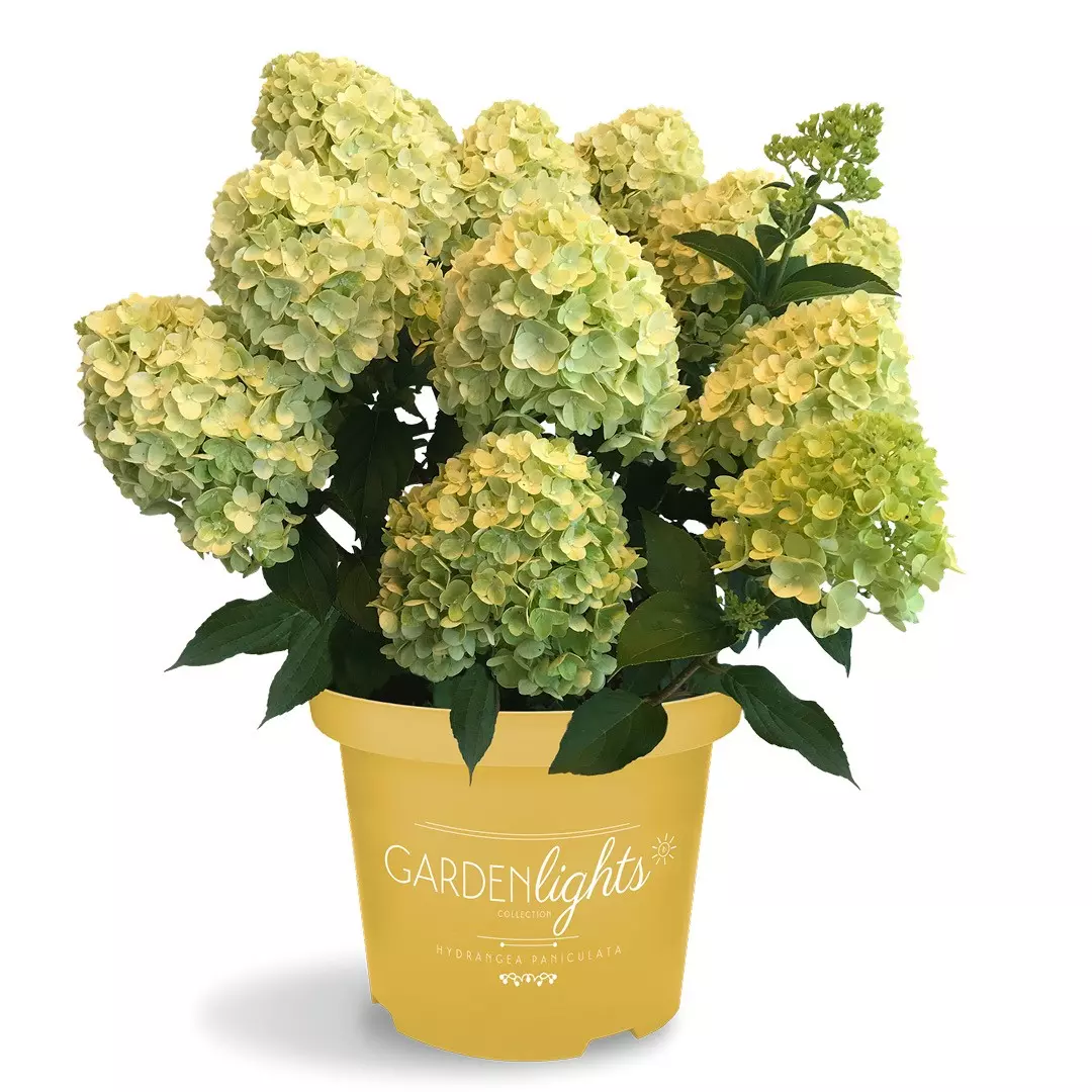 Hydrangea4936　0807指定18日 Hydrangea paniculata - Syrinhortensia 19 cm - Plantehallen AS