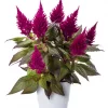 Celosia - Hanekam 17 cm