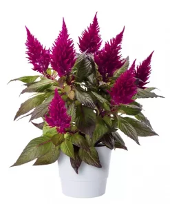 Celosia - Hanekam 17 cm