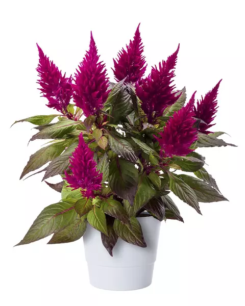 Celosia - Hanekam 17 cm