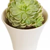 Sempervivum - Takløk 17 cm