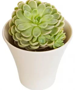 Sempervivum - Takløk 17 cm