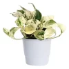 Epipremnum Aureum - Gullranke Happy Leaf 12 cm