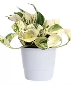 Epipremnum Aureum - Gullranke Happy Leaf 12 cm
