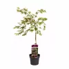 Acer palmatum 'Casecade Crimson' - Viftelønn 19 cm oppstammet