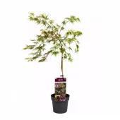 Acer palmatum 'Casecade Crimson' - Viftelønn 19 cm oppstammet