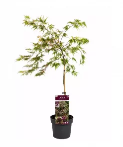 Acer palmatum 'Casecade Crimson' - Viftelønn 19 cm oppstammet