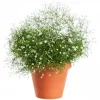Gypsophilia - Brudeslør 13 cm
