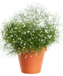 Gypsophilia - Brudeslør 13 cm