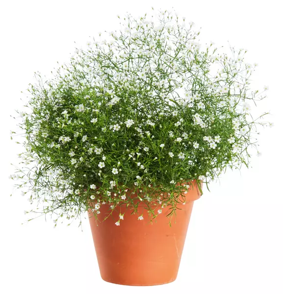 Gypsophilia - Brudeslør 13 cm