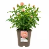 Hagerose 'Grenada' 4,5L