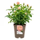 Hagerose 'Grenada' 4,5L