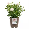 Hagerose 'Key Largo' 4,5L