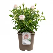 Hagerose 'Key Largo' 4,5L