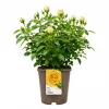Hagerose 'Sumatra' 4,5L