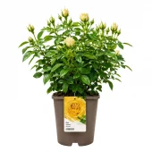Hagerose 'Sumatra' 4,5L