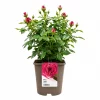 Hagerose 'Oahu' 4,5L