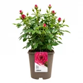 Hagerose 'Oahu' 4,5L