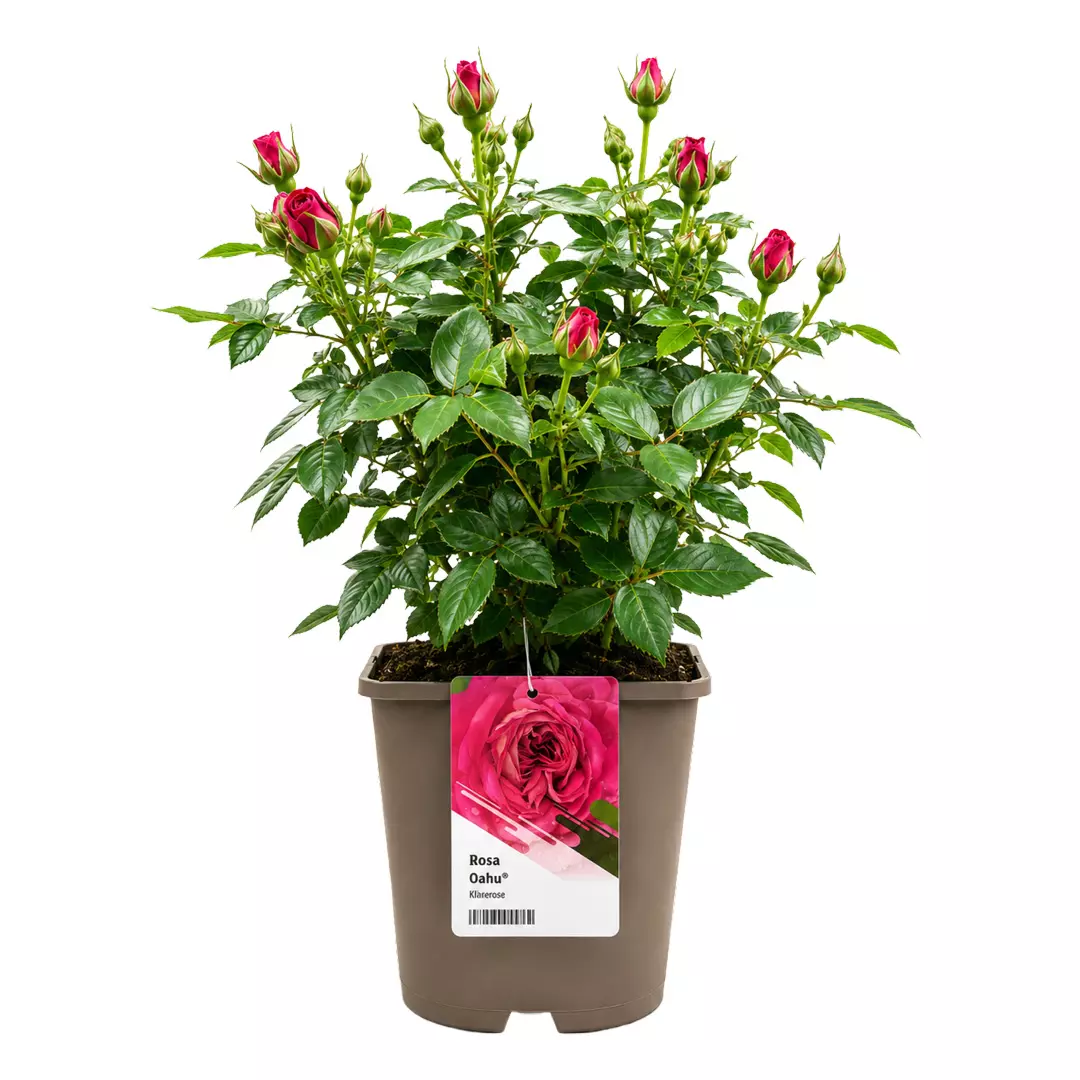Hagerose 'Oahu' 4,5L