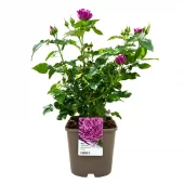 Hagerose 'Santorini Odore' 4,5L