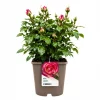Hagerose 'Mauritius' 4,5L