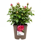 Hagerose 'Mauritius' 4,5L