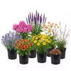 Stauder mix 19 cm