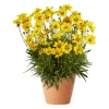 Coreopsis - Gullvakkerye 19 cm