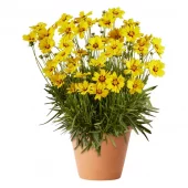 Coreopsis - Gullvakkerye 19 cm