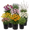 Stauder mix 13 cm