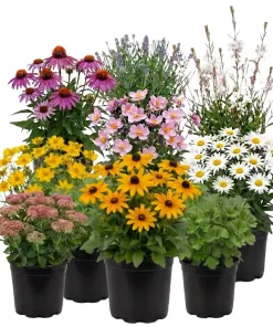 Stauder mix 13 cm